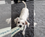 Small #2 Poodle (Miniature) Mix