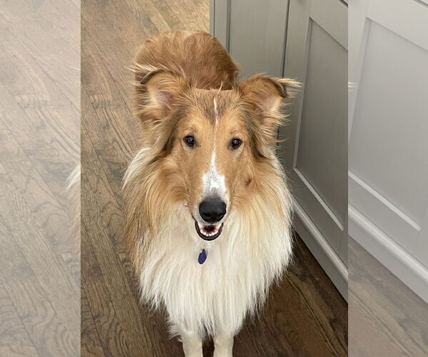 Medium Photo #5 Collie Puppy For Sale in Chantilly, VA, USA