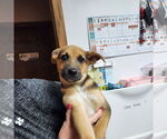 Small #11 Mutt