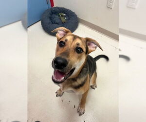 German Shepherd Dog-Unknown Mix Dogs for adoption in Webster, WI, USA