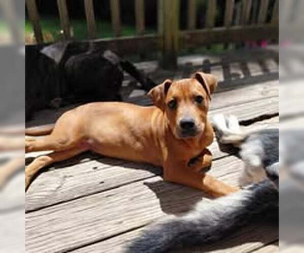 Medium Photo #4 Mutt Puppy For Sale in Jacksonville, NC, USA