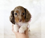 Small #3 Dachshund
