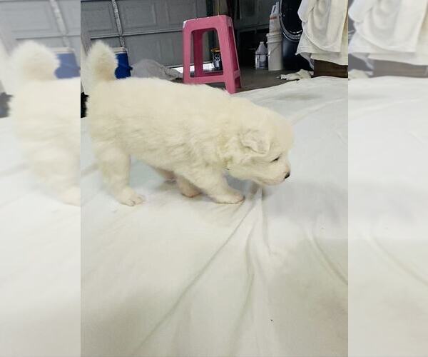 Medium Photo #15 Samoyed Puppy For Sale in DALY CITY, CA, USA