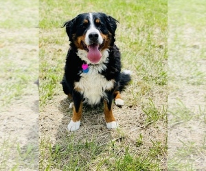 Mother of the Bernese Mountain Dog puppies born on 03/13/2022