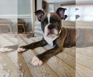 Boston Terrier Puppy for sale in ROANOKE RAPIDS, NC, USA