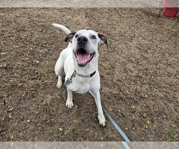 Medium Photo #1 Mutt Puppy For Sale in Ocala, FL, USA