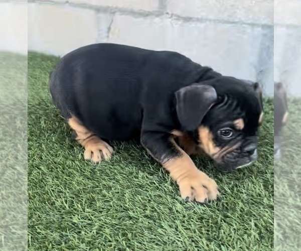 Medium Photo #9 English Bulldog Puppy For Sale in HOUSTON, TX, USA