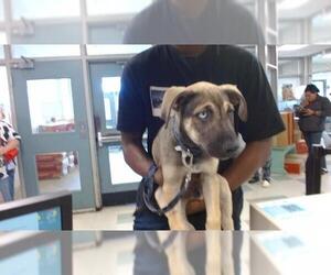 Siberian Husky-Unknown Mix Dogs for adoption in Oklahoma City, OK, USA