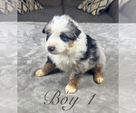 Puppy Boy 1 Australian Shepherd