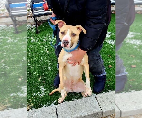 Medium Photo #3 American Bulldog-Unknown Mix Puppy For Sale in Perth Amboy, NJ, USA