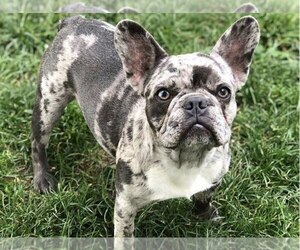 Mother of the French Bulldog puppies born on 12/01/2022