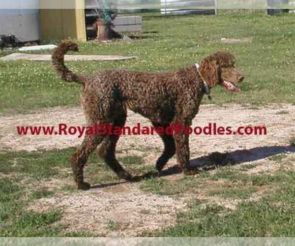 Medium Photo #1 Poodle (Standard) Puppy For Sale in FLATONIA, TX, USA