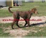 Small Photo #1 Poodle (Standard) Puppy For Sale in FLATONIA, TX, USA