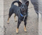 Small #3 Australian Kelpie-Siberian Husky Mix