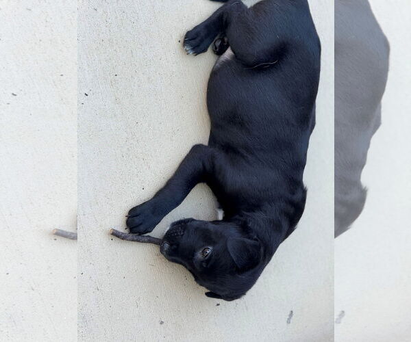 Medium Photo #4 Labrador Retriever-Unknown Mix Puppy For Sale in Fenton, MO, USA