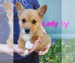 Puppy Lady Pembroke Welsh Corgi