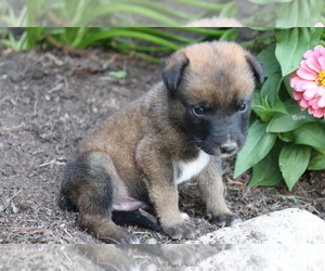 Mastiff-Unknown Mix Puppy for sale in SHILOH, OH, USA