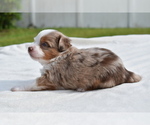 Small #3 Miniature Australian Shepherd