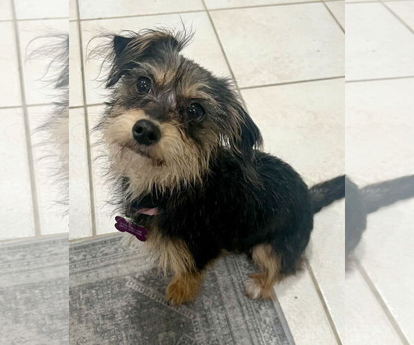 Medium Photo #1 Mutt Puppy For Sale in Corona, CA, USA