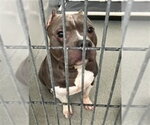 ACE - Male American Bulldog Dog for Adoption - Small photo