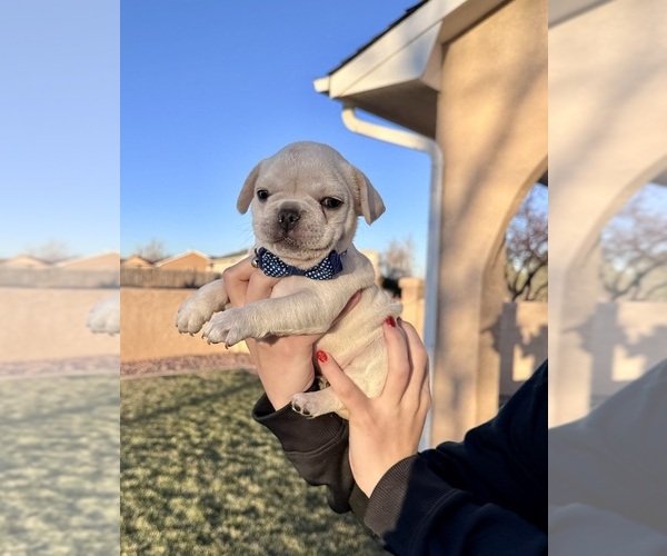 Medium Photo #3 French Bulldog Puppy For Sale in PUEBLO, CO, USA
