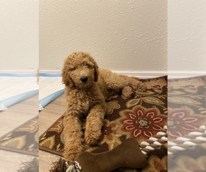 Goldendoodle Puppy for sale in AUBURN, WA, USA