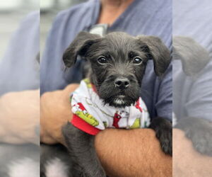 Labrador Retriever-Pug Mix Dogs for adoption in Dana Point, CA, USA