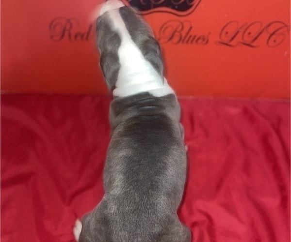Medium Photo #33 American Pit Bull Terrier Puppy For Sale in TRENTON, NJ, USA