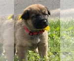 Image preview for Ad Listing. Nickname: Sadies Puppies