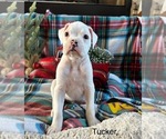 Puppy Tucker Boxer
