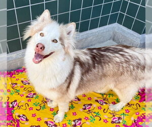 WILEY - Male Siberian Husky-Unknown Mix Dog for Adoption - Photo #3