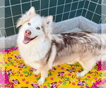 Small Photo #3 Siberian Husky-Unknown Mix Puppy For Sale in Rancho Cucamonga, CA, USA