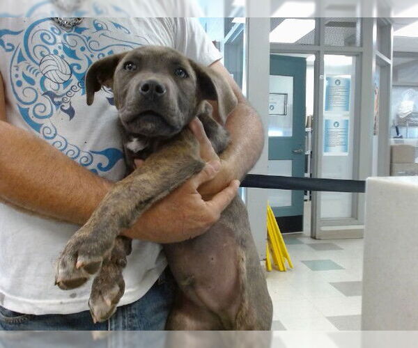 Medium Photo #1 Mutt Puppy For Sale in Oklahoma City, OK, USA