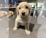 Puppy Light Male Goldendoodle