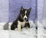 Small Photo #5 Siberian Husky Puppy For Sale in SANDY HOOK, KY, USA