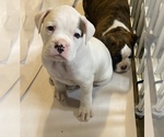 Small Photo #6 Boxer Puppy For Sale in LEWISTOWN, PA, USA