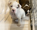 Small #5 Boxer