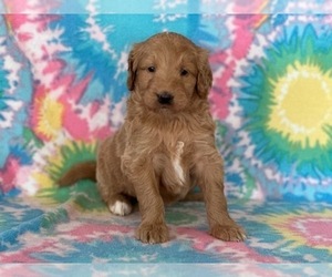 Labradoodle-Poodle (Standard) Mix Puppy for sale in LANCASTER, PA, USA
