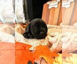 Puppy Raven Golden Labrador