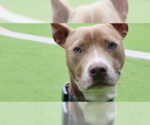 Small #8 American Pit Bull Terrier-American Staffordshire Terrier Mix