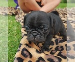 Puppy Puppy 2 Pug