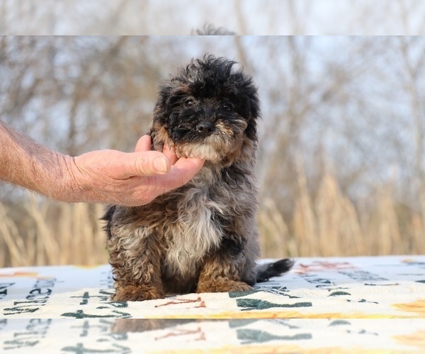 Medium Photo #41 ShihPoo Puppy For Sale in DYERSBURG, TN, USA