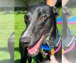 Small #1 Greyhound