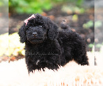 Small #4 Maltipoo (Miniature)