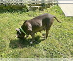 Small #13 American Pit Bull Terrier