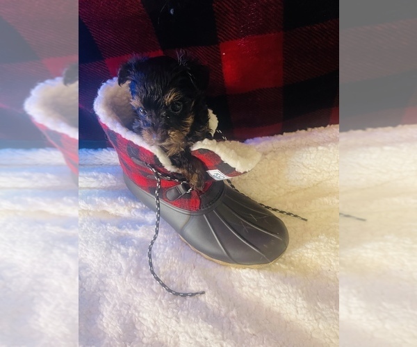 Medium Photo #5 Yorkshire Terrier Puppy For Sale in CROSSVILLE, TN, USA
