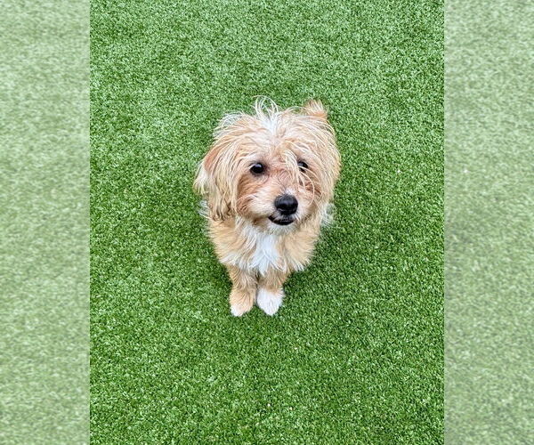 Medium Photo #2 Mutt Puppy For Sale in Salinas, CA, USA