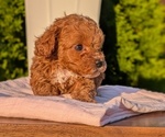 Small #4 Poodle (Miniature)
