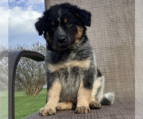 Medium Photo #1 Australian Cattle Dog-Border Collie Mix Puppy For Sale in RICHMOND, MI, USA