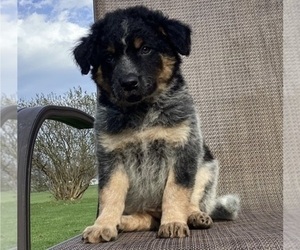 Australian Cattle Dog-Border Collie Mix Puppy for Sale in RICHMOND, Michigan USA